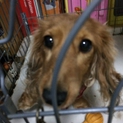Mダックス♀です