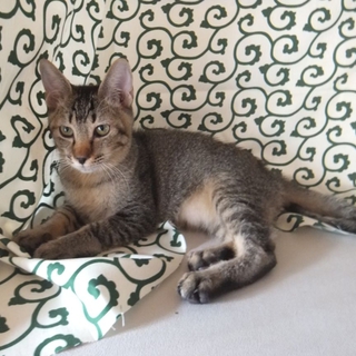 ♪♪毛並みがアビシニアンのようです♪♪