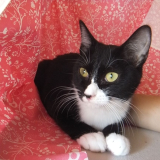 ！！人間大好き、お腹なでなで大好きです！！