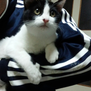 白黒親子。５ヶ月の子猫