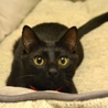 甘えん坊の黒猫男子☆まちゃあき サムネイル7