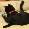 甘えん坊の黒猫男子☆まちゃあき サムネイル5