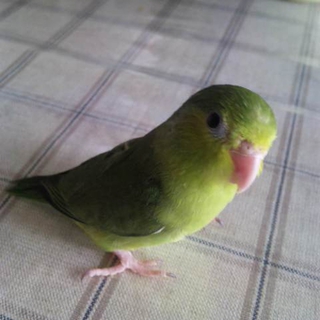 マメルリハインコ　里親様募集♪里親様　決定しました