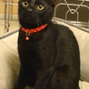 甘えん坊の黒猫男子☆まちゃあき サムネイル2