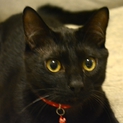 甘えん坊の黒猫男子☆まちゃあき