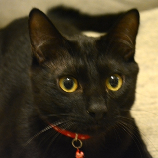 甘えん坊の黒猫男子☆まちゃあき