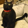 甘えん坊の黒猫男子☆まちゃあき サムネイル4