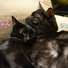 カギしっぽの黒猫♡アヤちゃん サムネイル4