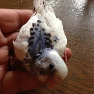 皆決定致しました。有難う御座いました。