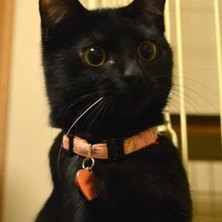 カギしっぽの黒猫♡アヤちゃん