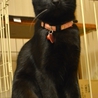 カギしっぽの黒猫♡アヤちゃん サムネイル2