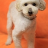 「チリ」推定3～4歳♀ サムネイル6