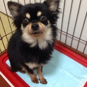甘えん坊のチワワ4歳です(^o^)