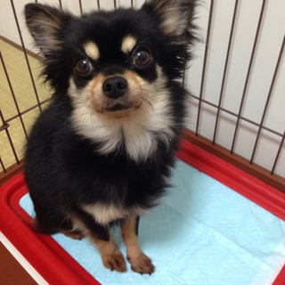 甘えん坊のチワワ4歳です(^o^)