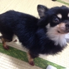 甘えん坊のチワワ4歳です(^o^) サムネイル7