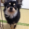 甘えん坊のチワワ4歳です(^o^) サムネイル3