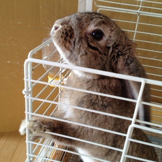 終生飼育をお願いします！