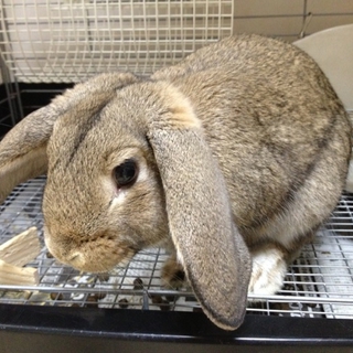 終生飼育をお願いします！
