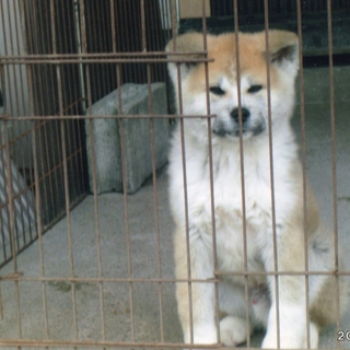 秋田犬の4ヶ月の男の子です