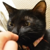 カギしっぽの黒猫♡アヤちゃん サムネイル3