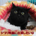 お申込み有り募集停止します黒にゃんこヤマト