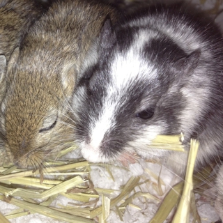 カラージャービル（スナネズミ）里親募集♪　