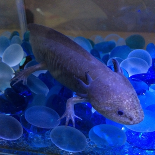 ウーパールーパー☆