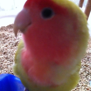 コザクラインコ里親募集