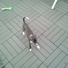 ★家族が決まりました★ サムネイル3