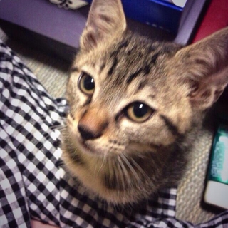 7ヶ月の猫さん