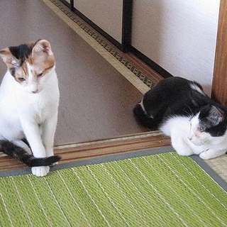 仲良し兄妹の白黒君と三毛ちゃん