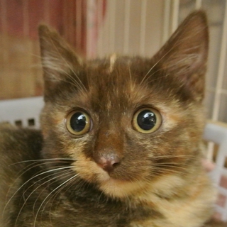 珍しいチョコレート色のサビ猫　チョコちゃん