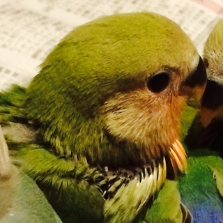 コザクラインコの雛ちゃん里親募集