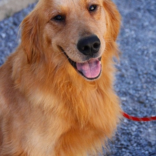 ゴールデン　4才男の子　～繁殖犬引退～