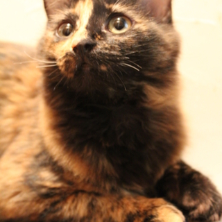 メス　やや長毛の美猫　8か月