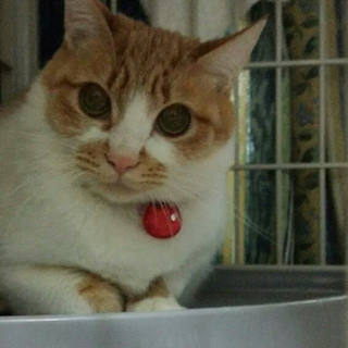 五ヶ月の女の子里親募集中