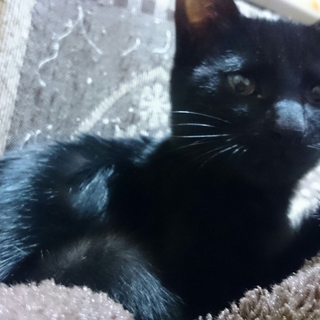 黒猫の男の子の里親を募集しています