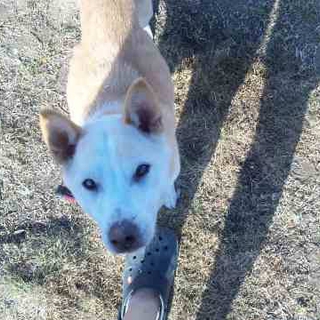 健康状態良好のシニア犬柴系ミックス