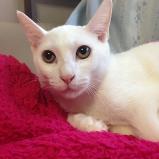 真っ白でキレイ！カッコいい男の子