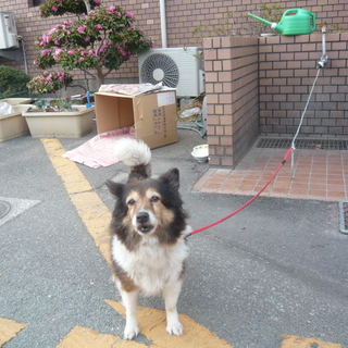 シェルティ系ミックス犬の家族募集！！