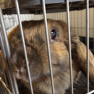 ロップイヤー 4歳