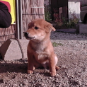 素敵な里親探してます