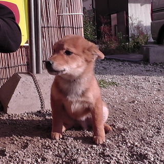 素敵な里親探してます