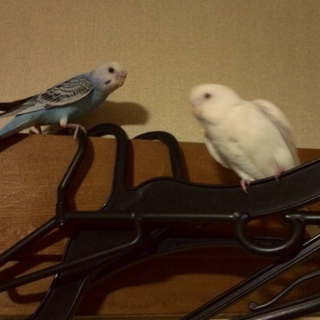 可愛いセキセイインコ