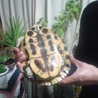 みどりがめ１０才♀です サムネイル2