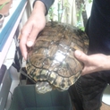 みどりがめ１０才♀です