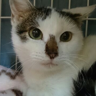 ハートのついた猫ナフ胡