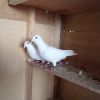 白鳩ペアー