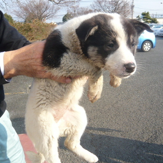 期限間近！！白黒の可愛い3ヶ月女の子