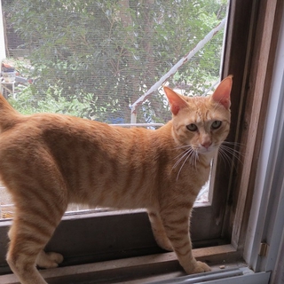 野生猫テン君
